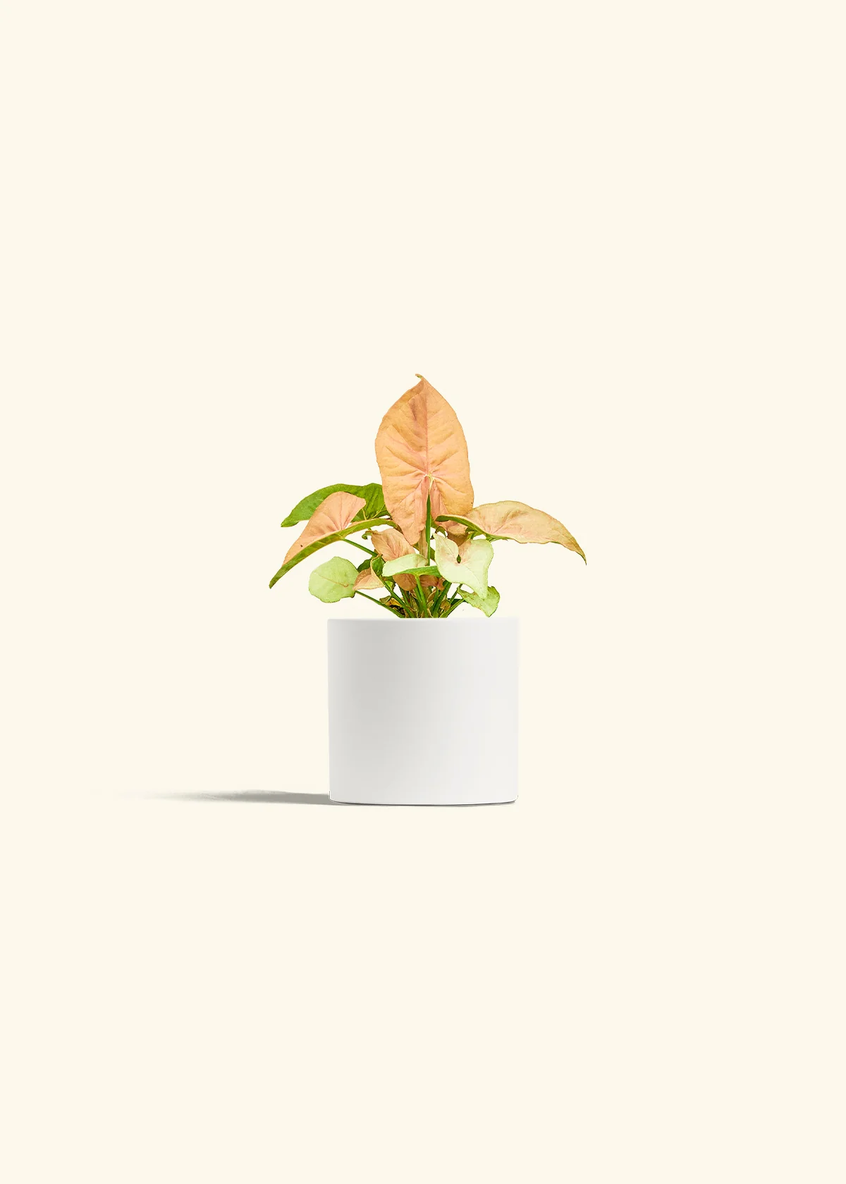 Pink Arrowhead Plant, Small - Image 4