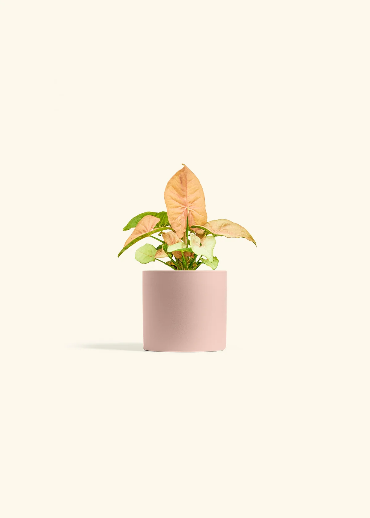 Pink Arrowhead Plant, Small - Image 5