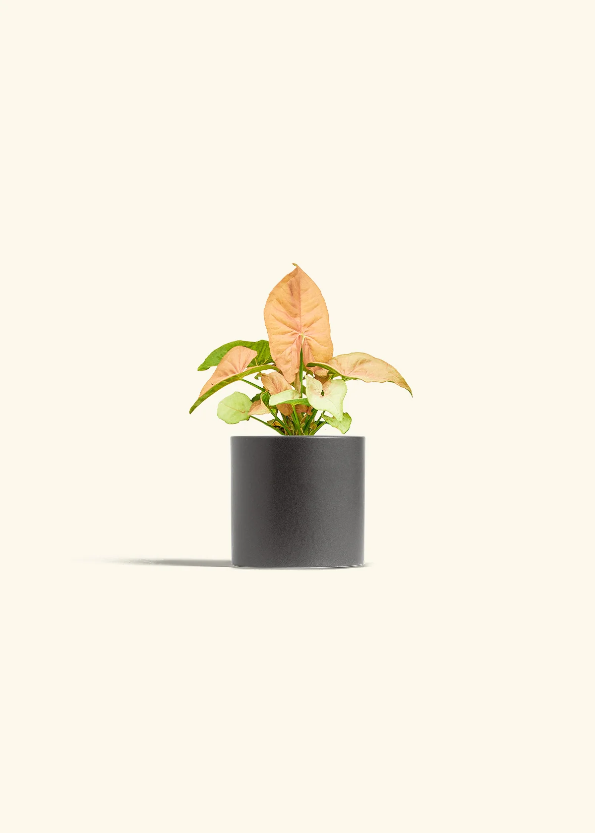 Pink Arrowhead Plant, Small - Image 6