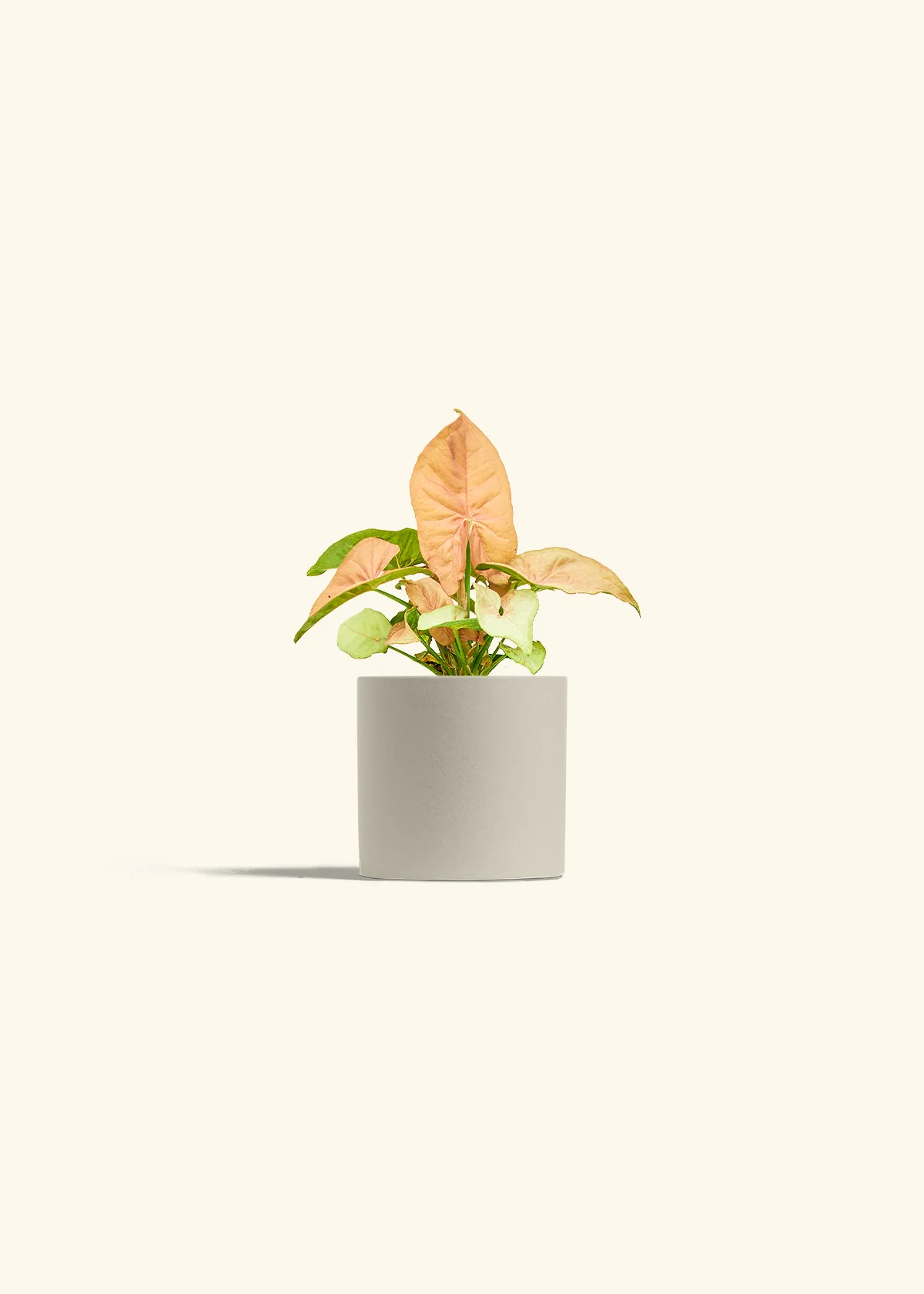 Pink Arrowhead Plant, Small - Image 7