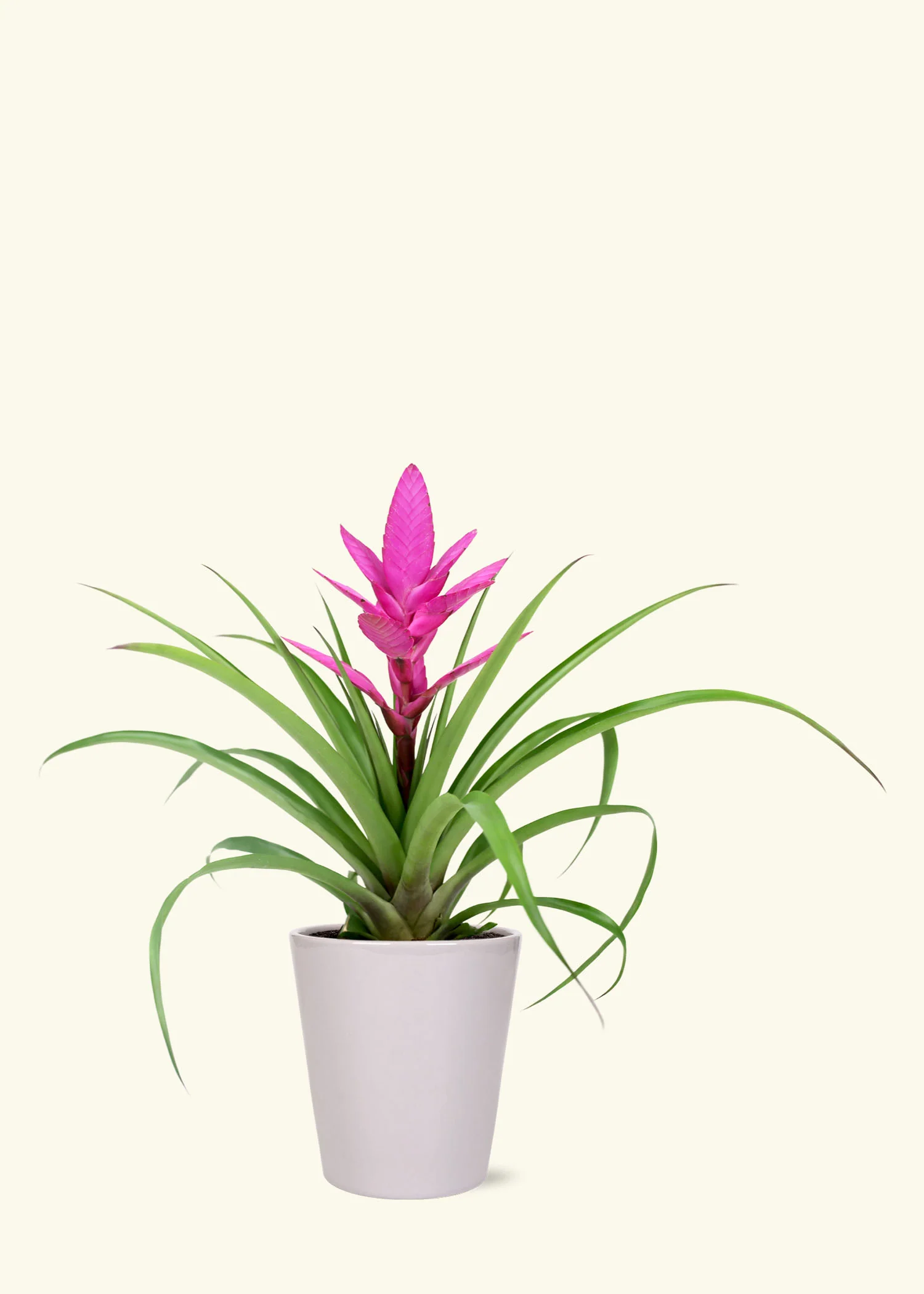 Pink Bromeliad, Medium - Image 3