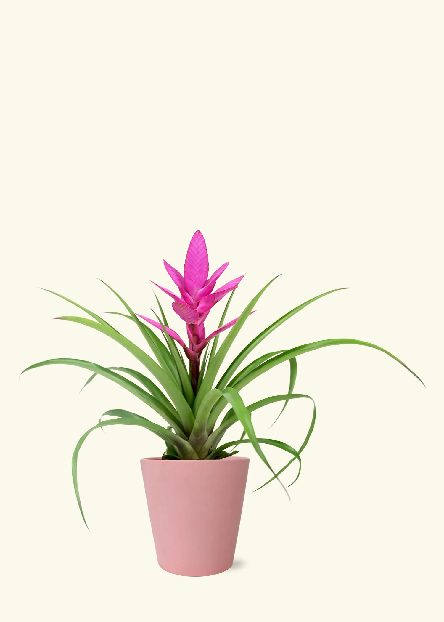 Pink Bromeliad, Medium - Image 4