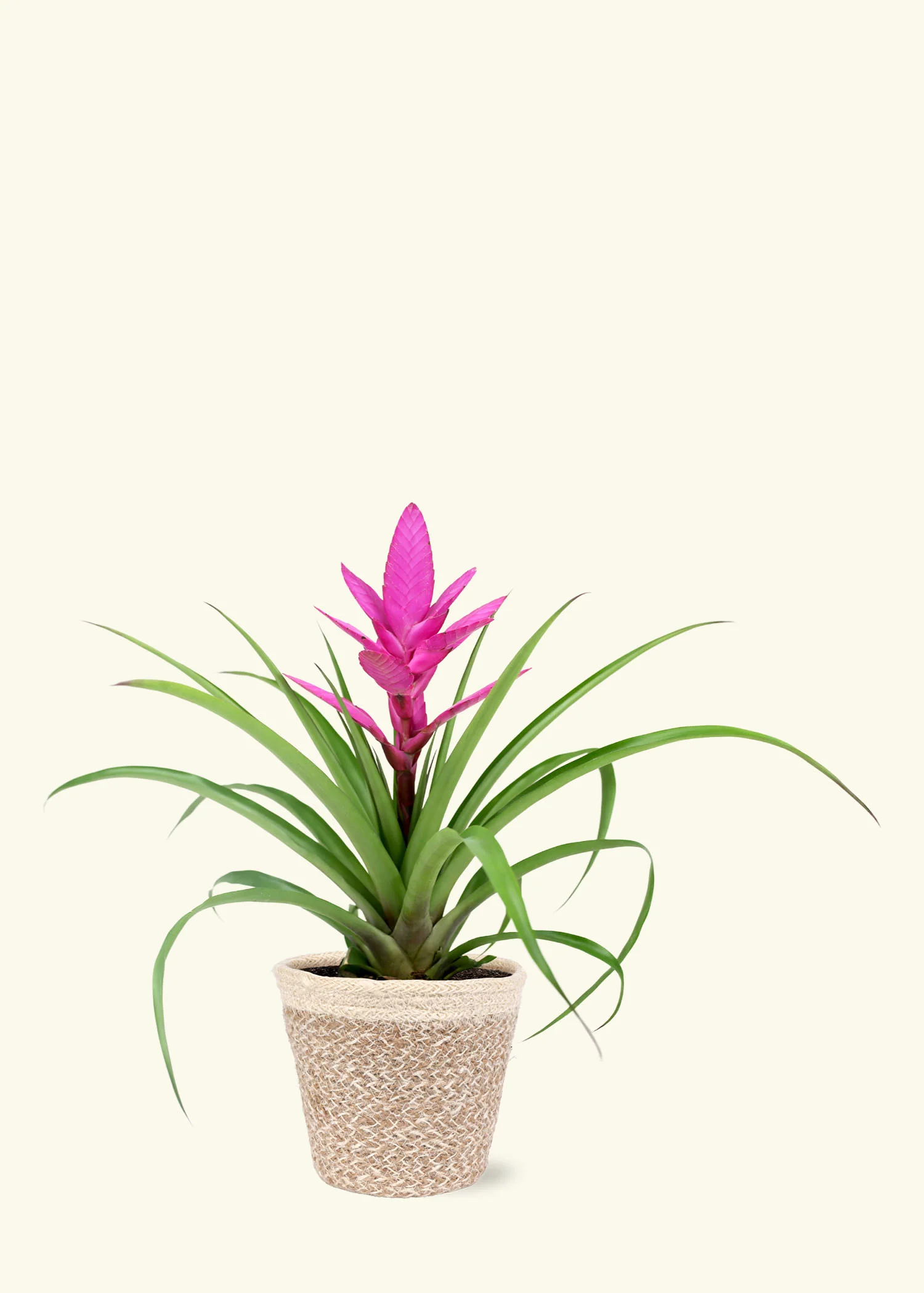 Pink Bromeliad, Medium - Image 5