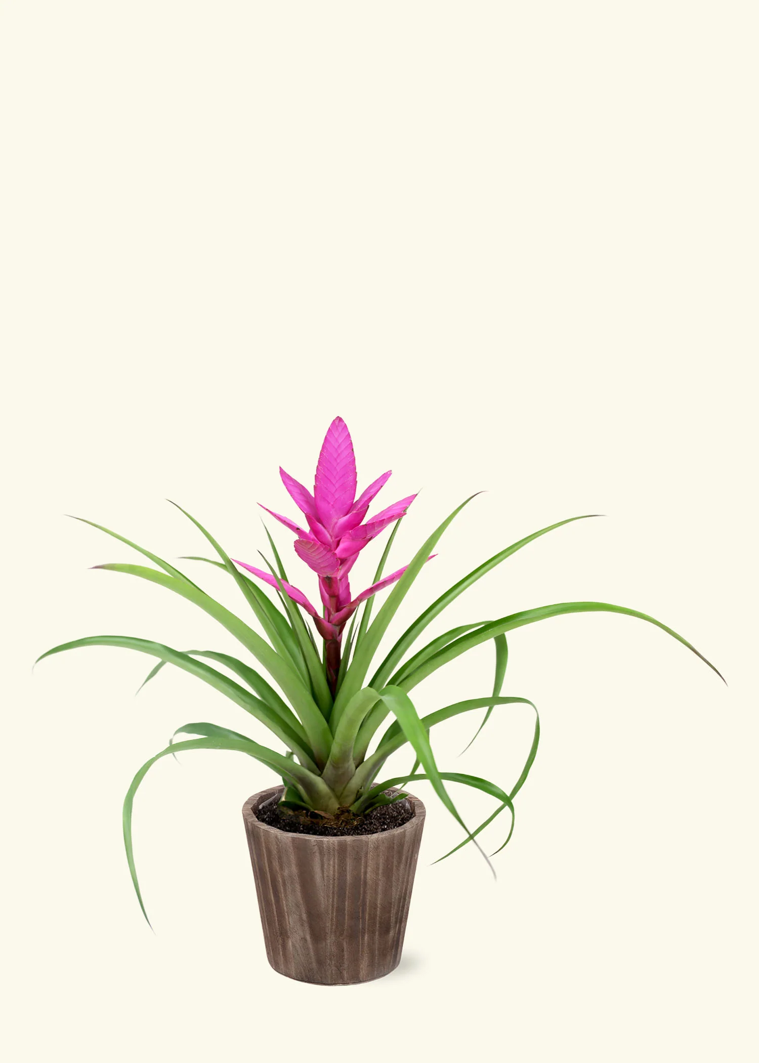Pink Bromeliad, Medium - Image 6