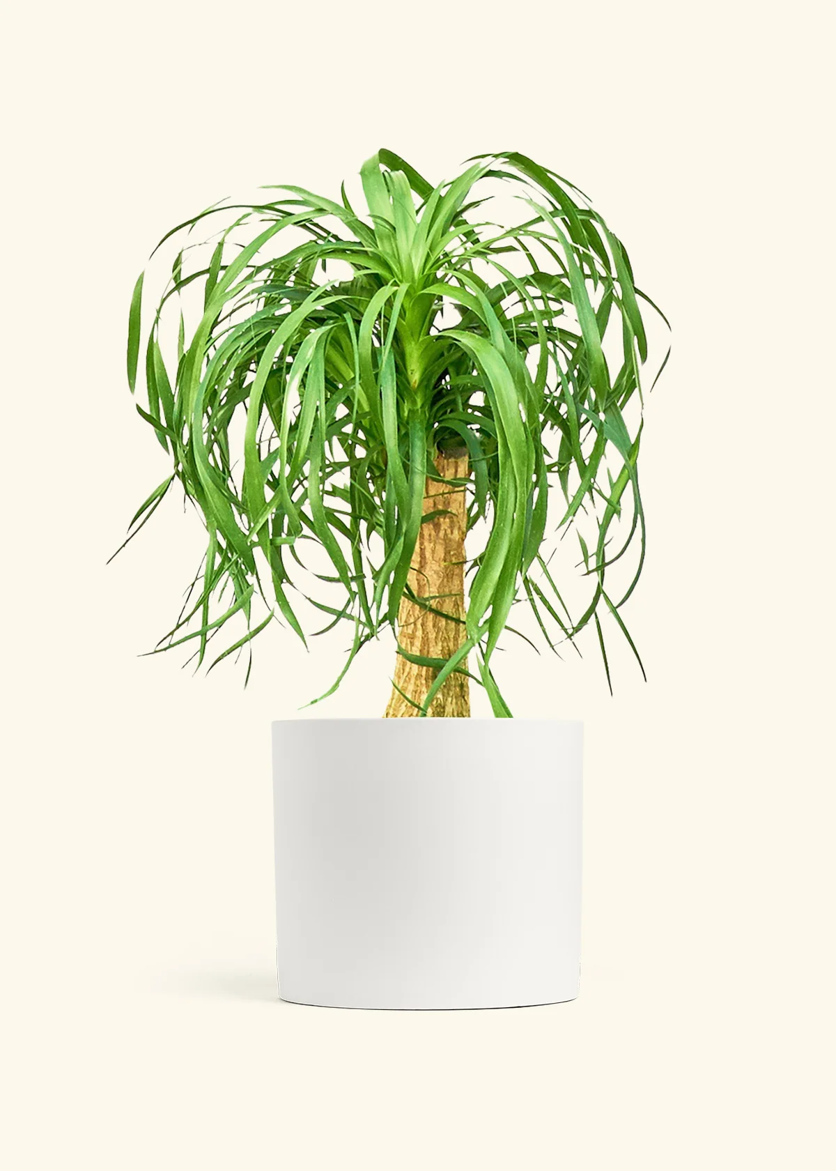 Ponytail Palm, XL - Image 3