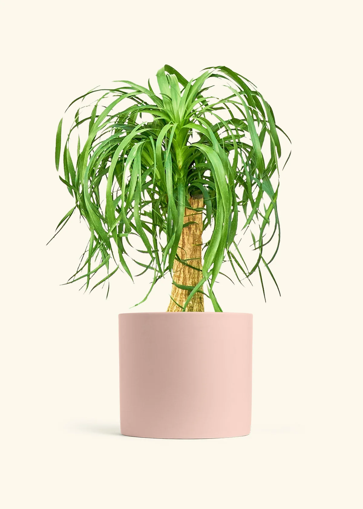 Ponytail Palm, XL - Image 4