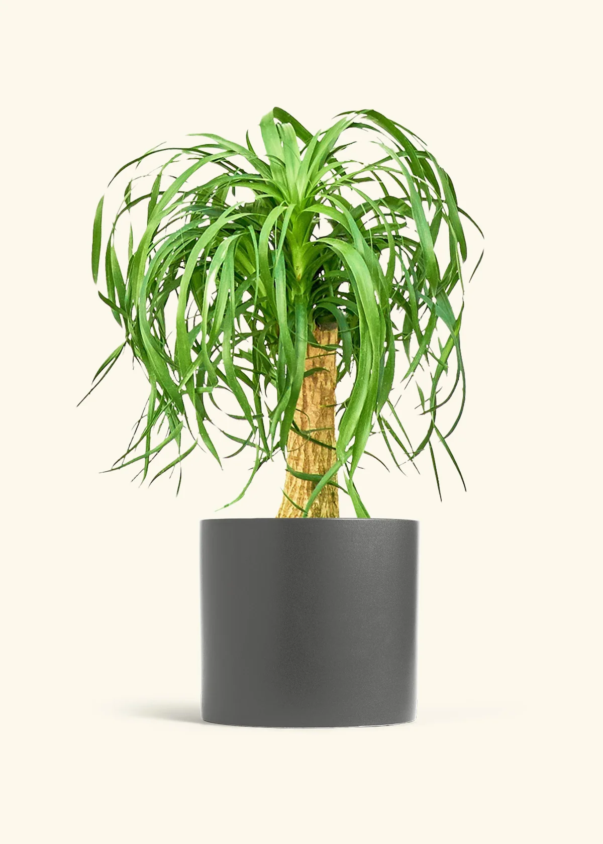 Ponytail Palm, XL - Image 5