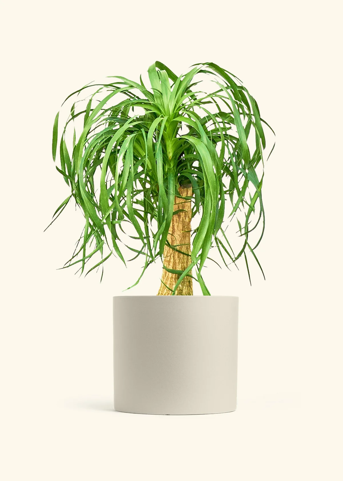 Ponytail Palm, XL - Image 6