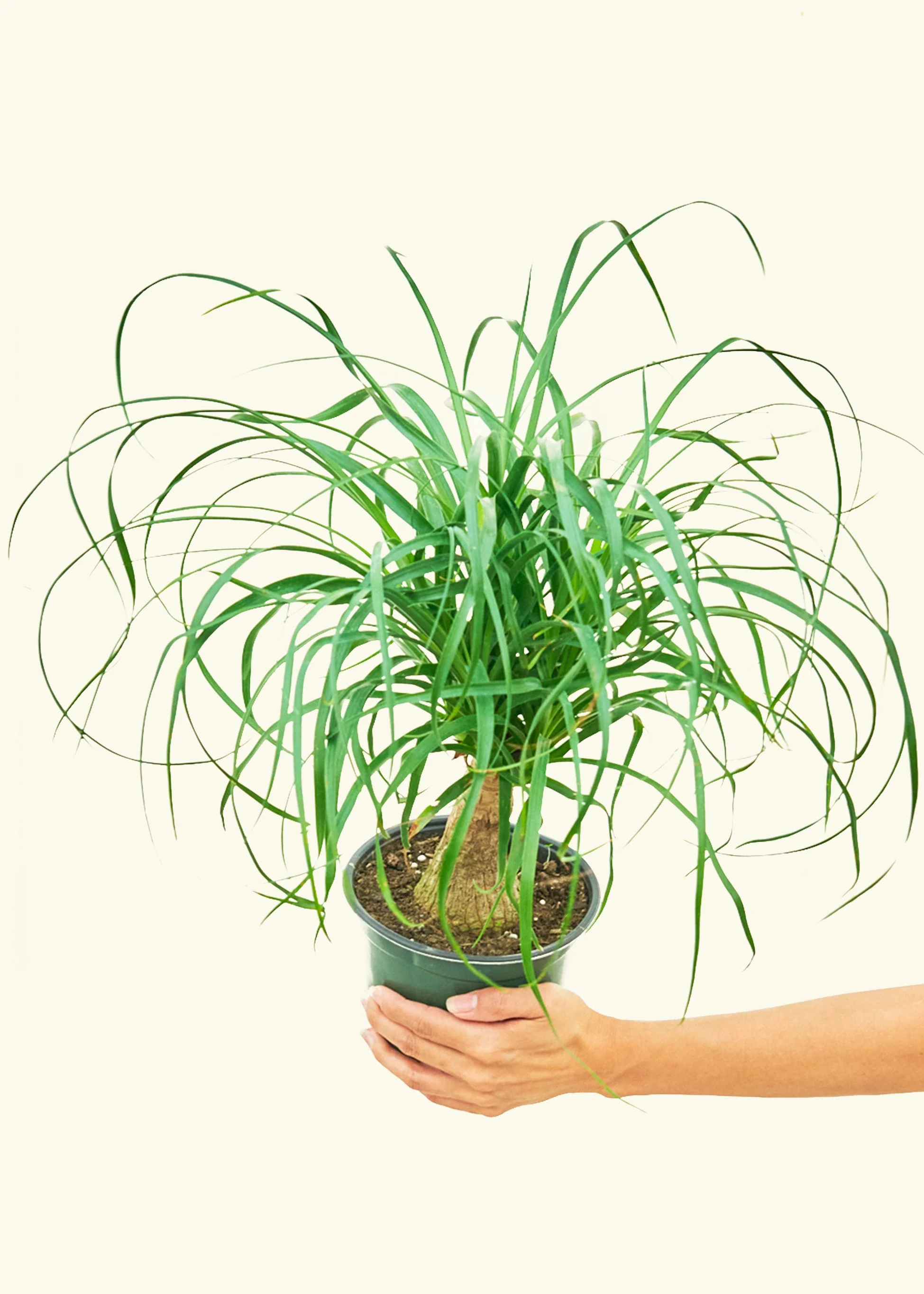Ponytail Palm, Medium - Image 3