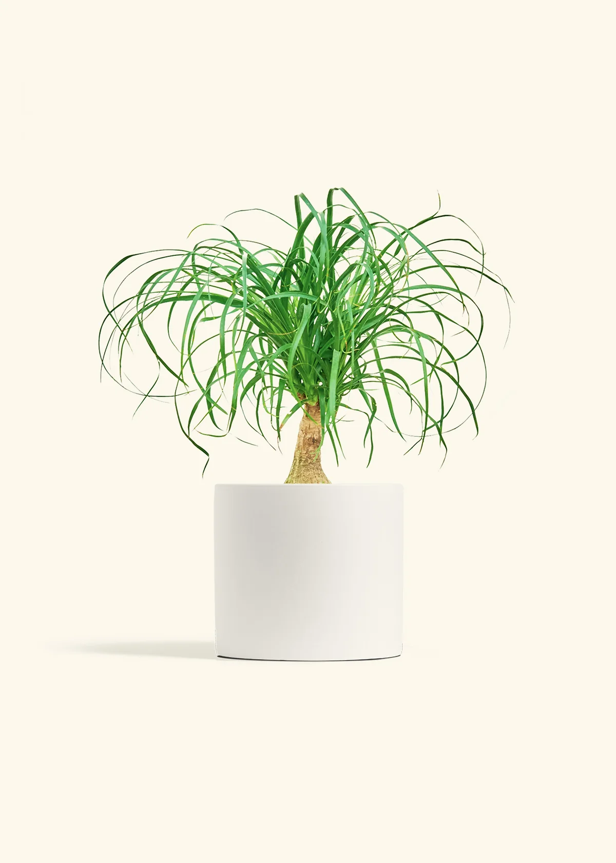 Ponytail Palm, Medium - Image 4