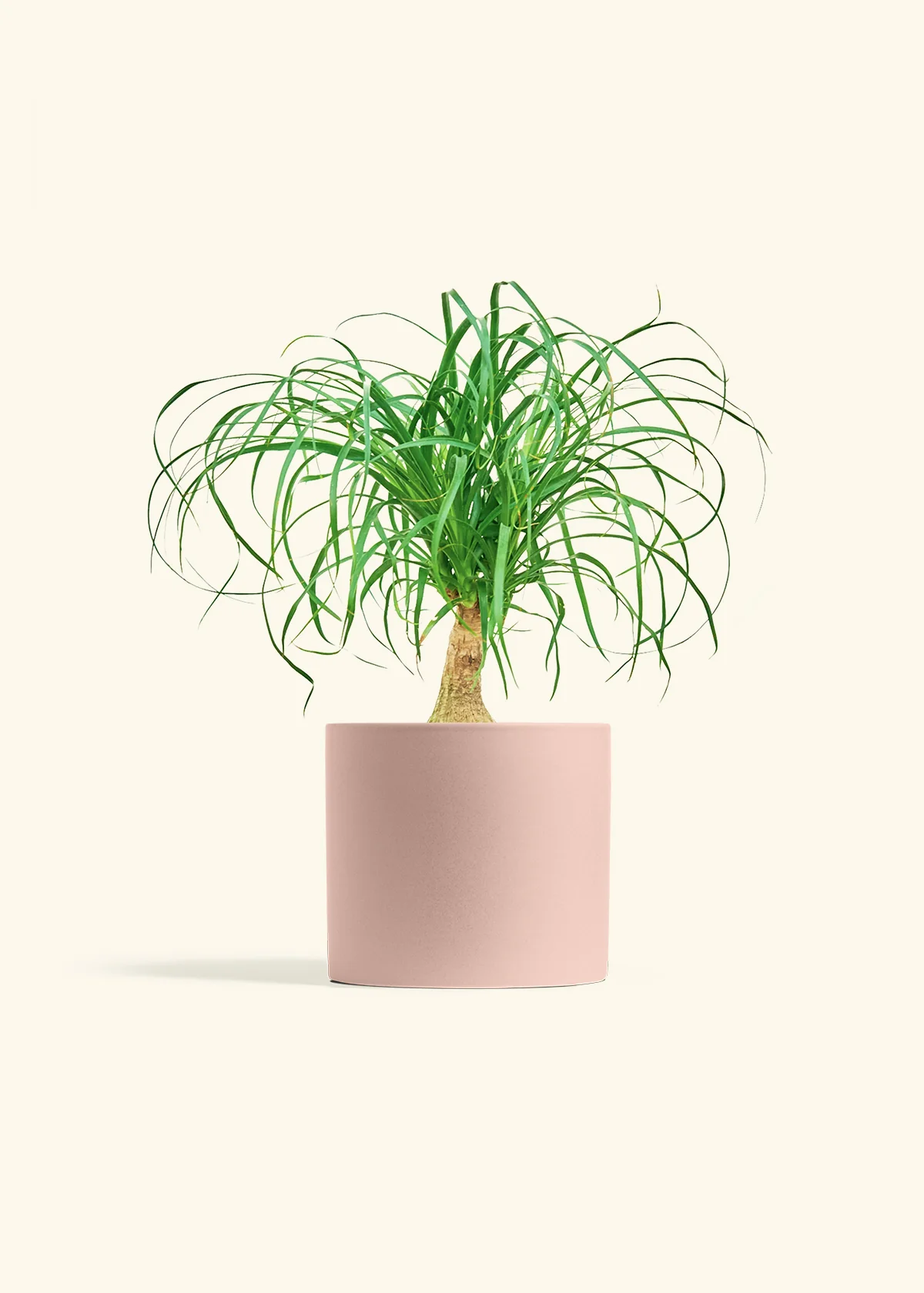 Ponytail Palm, Medium - Image 5