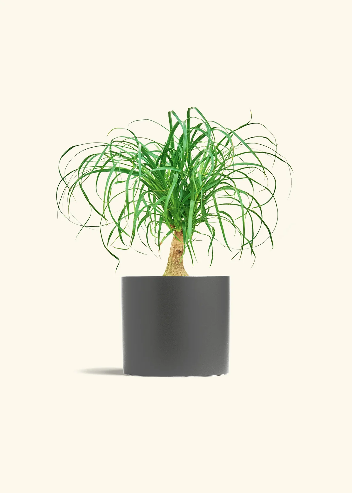 Ponytail Palm, Medium - Image 6