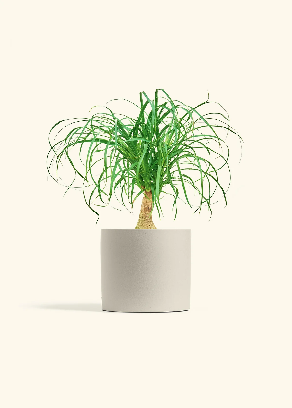 Ponytail Palm, Medium - Image 7