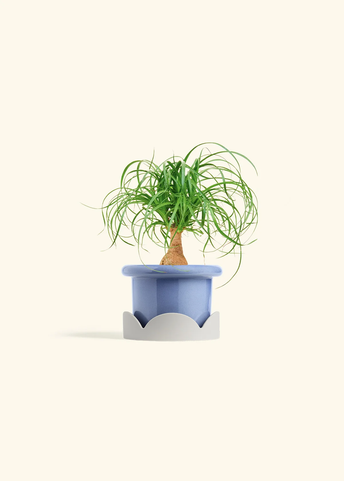 Ponytail Palm, Small - Image 10