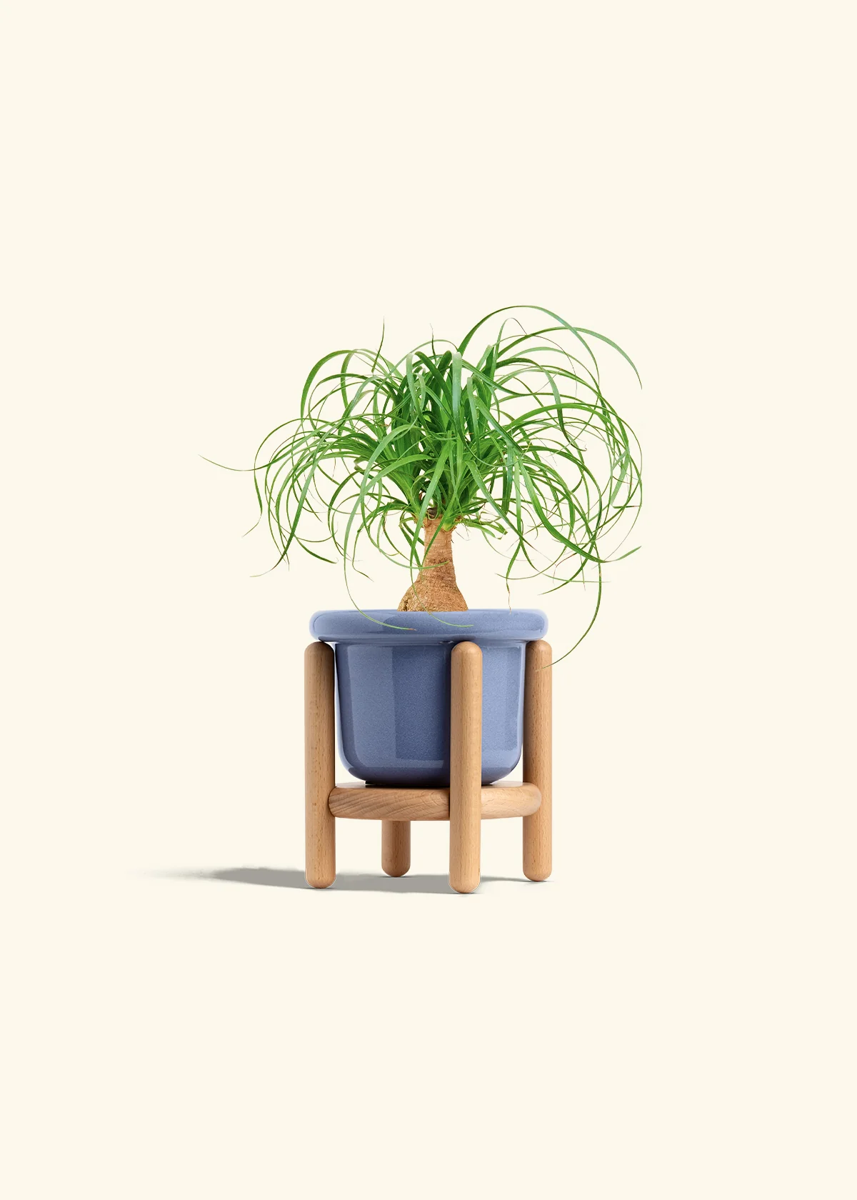 Ponytail Palm, Small - Image 11