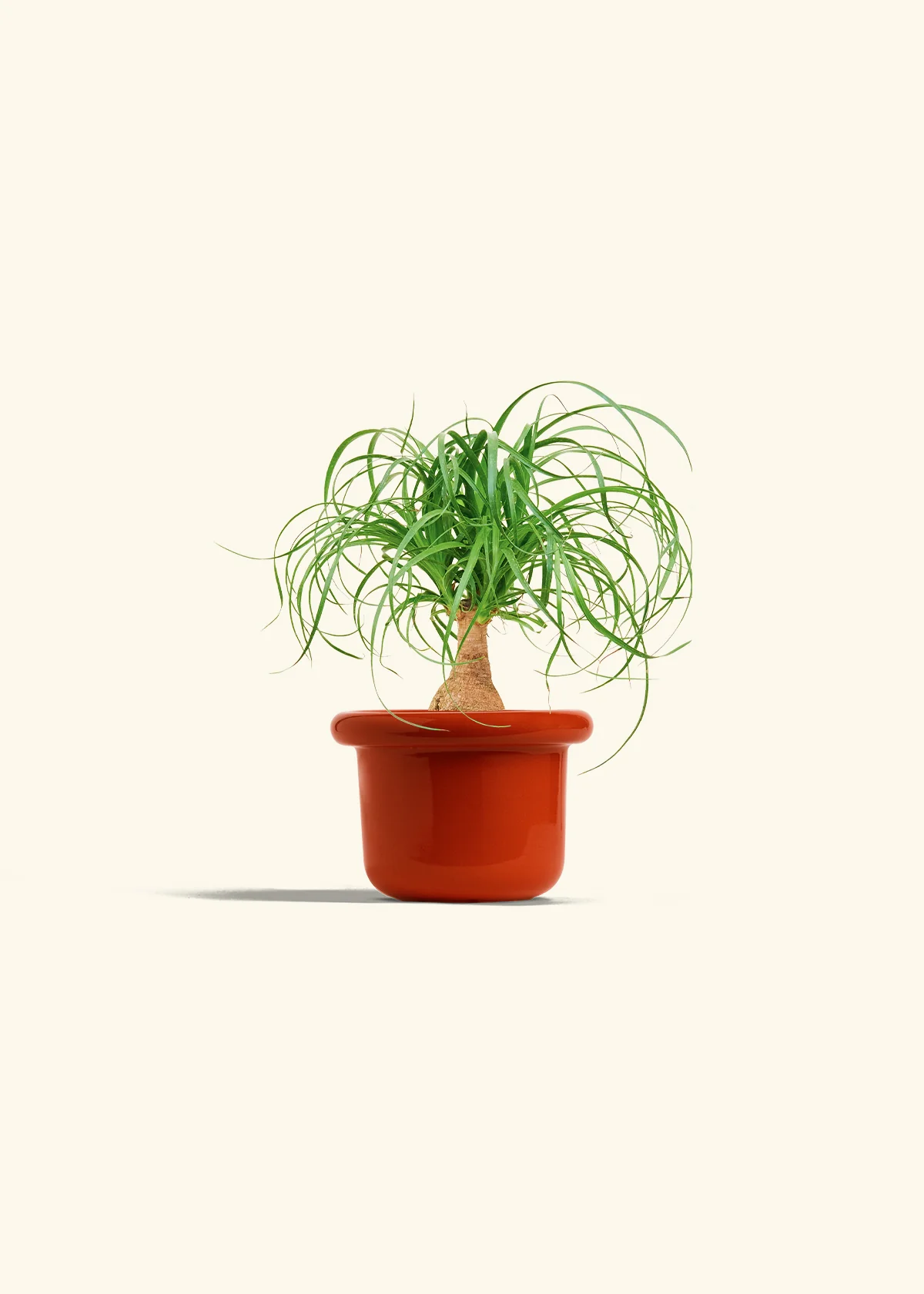 Ponytail Palm, Small - Image 12