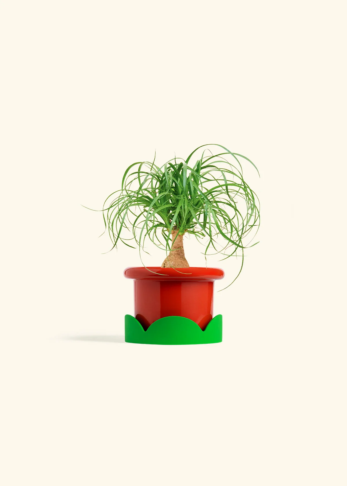 Ponytail Palm, Small - Image 13