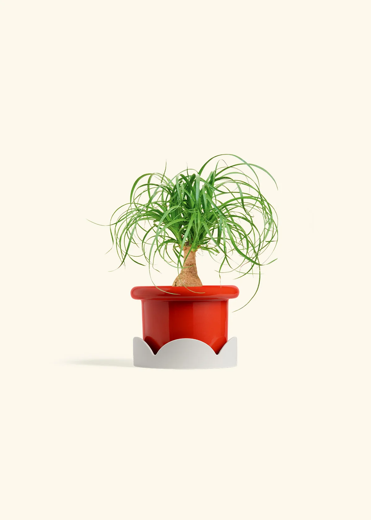 Ponytail Palm, Small - Image 14