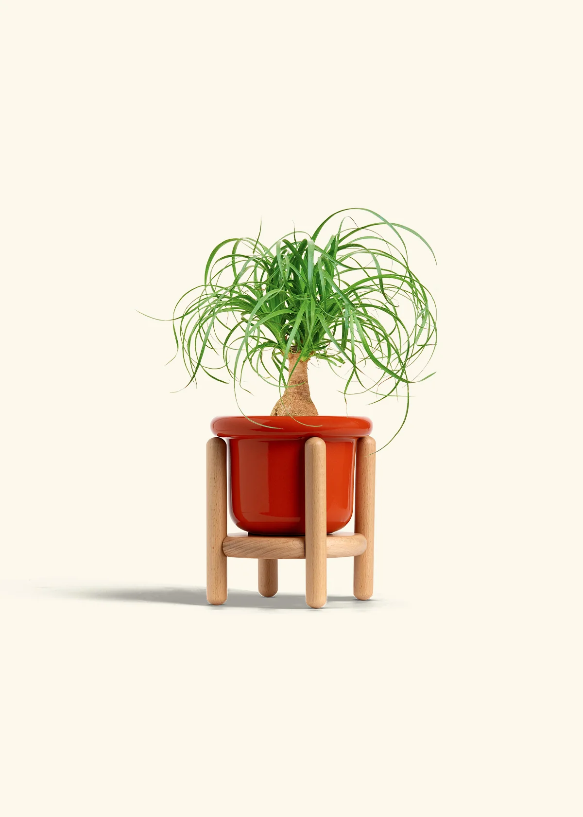 Ponytail Palm, Small - Image 15