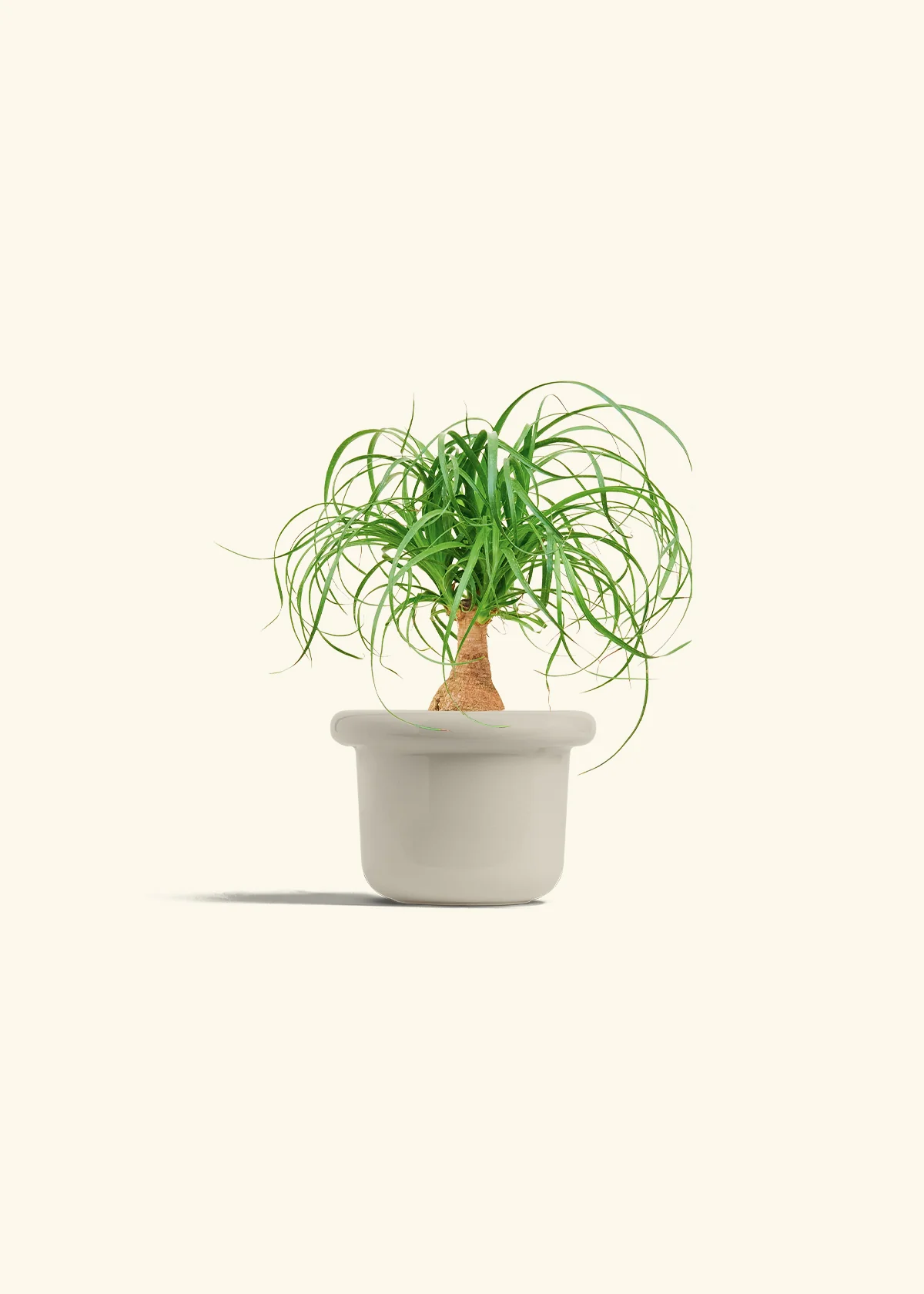 Ponytail Palm, Small - Image 16