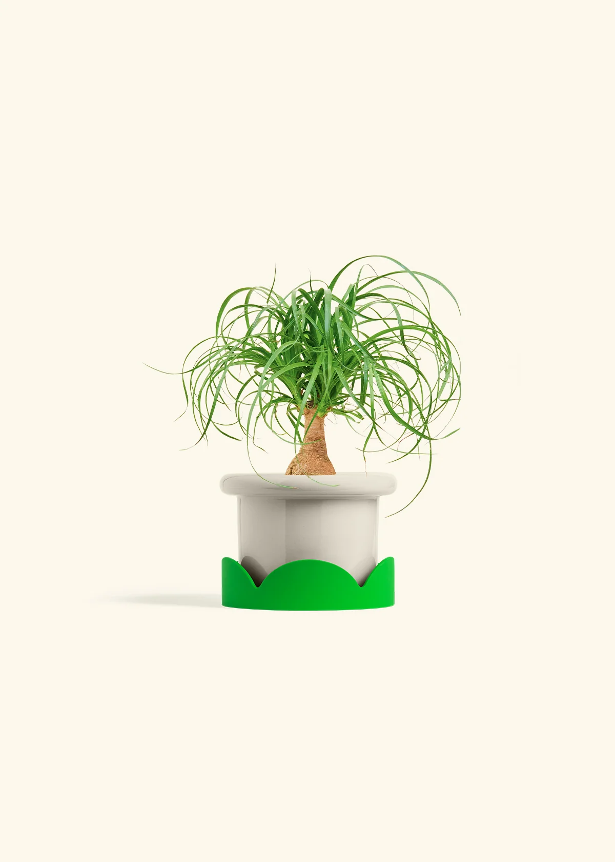 Ponytail Palm, Small - Image 17