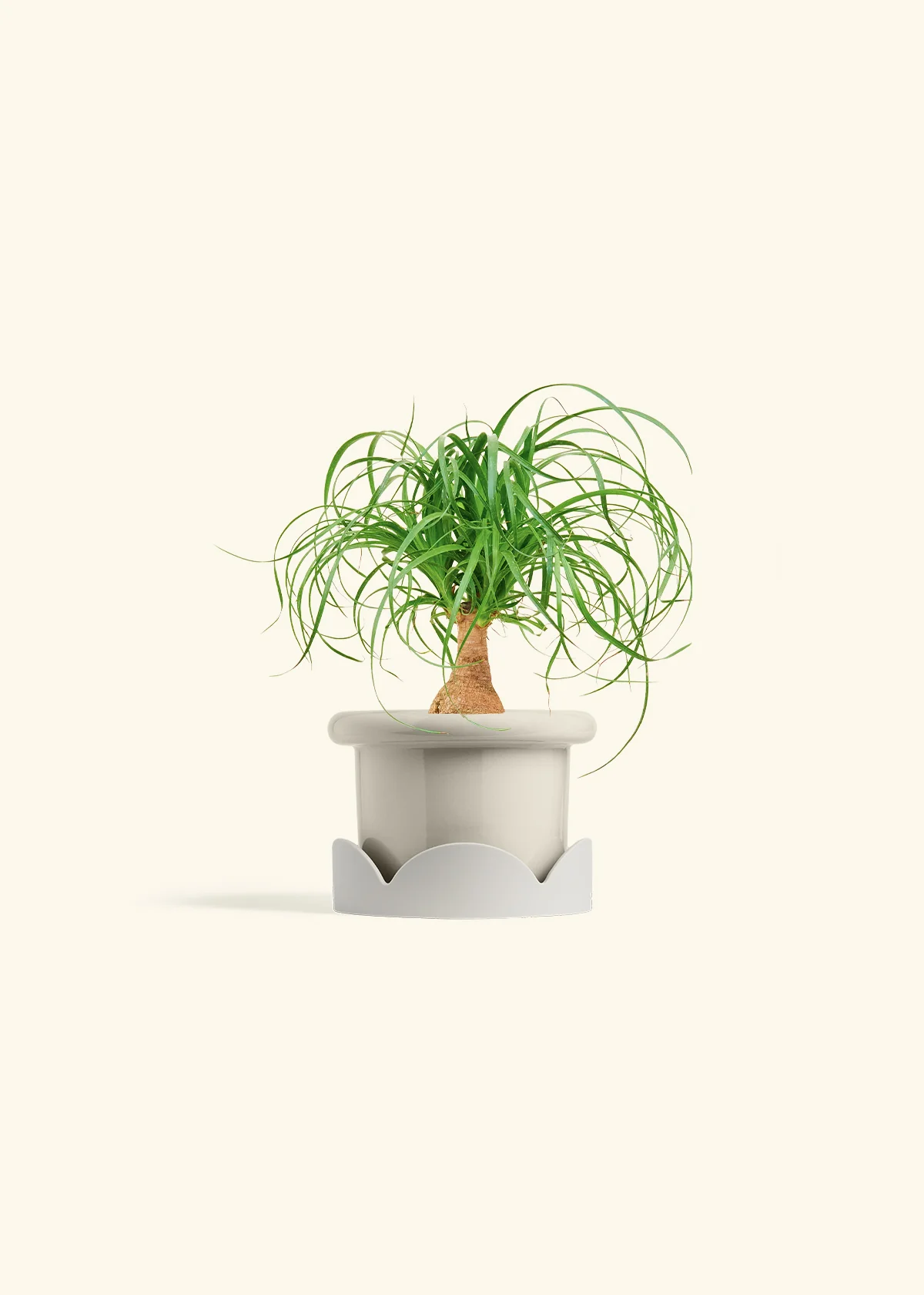 Ponytail Palm, Small - Image 18