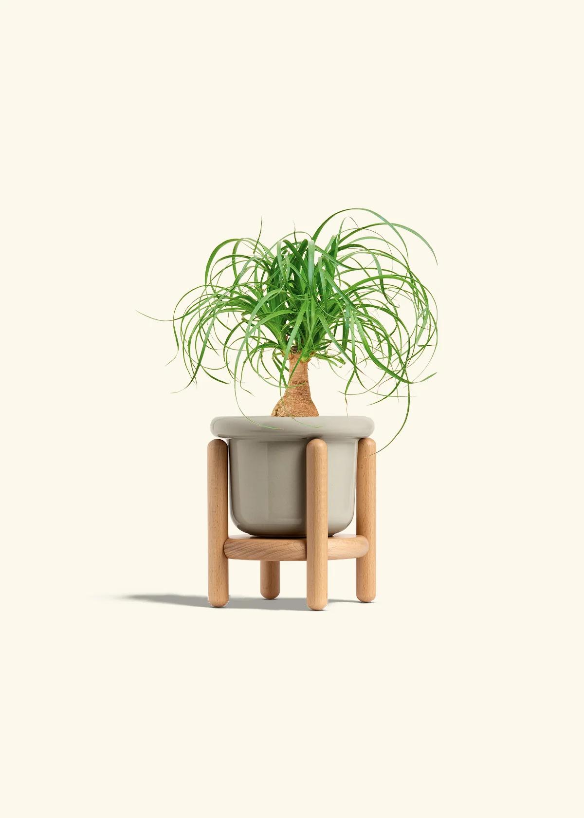 Ponytail Palm, Small - Image 19