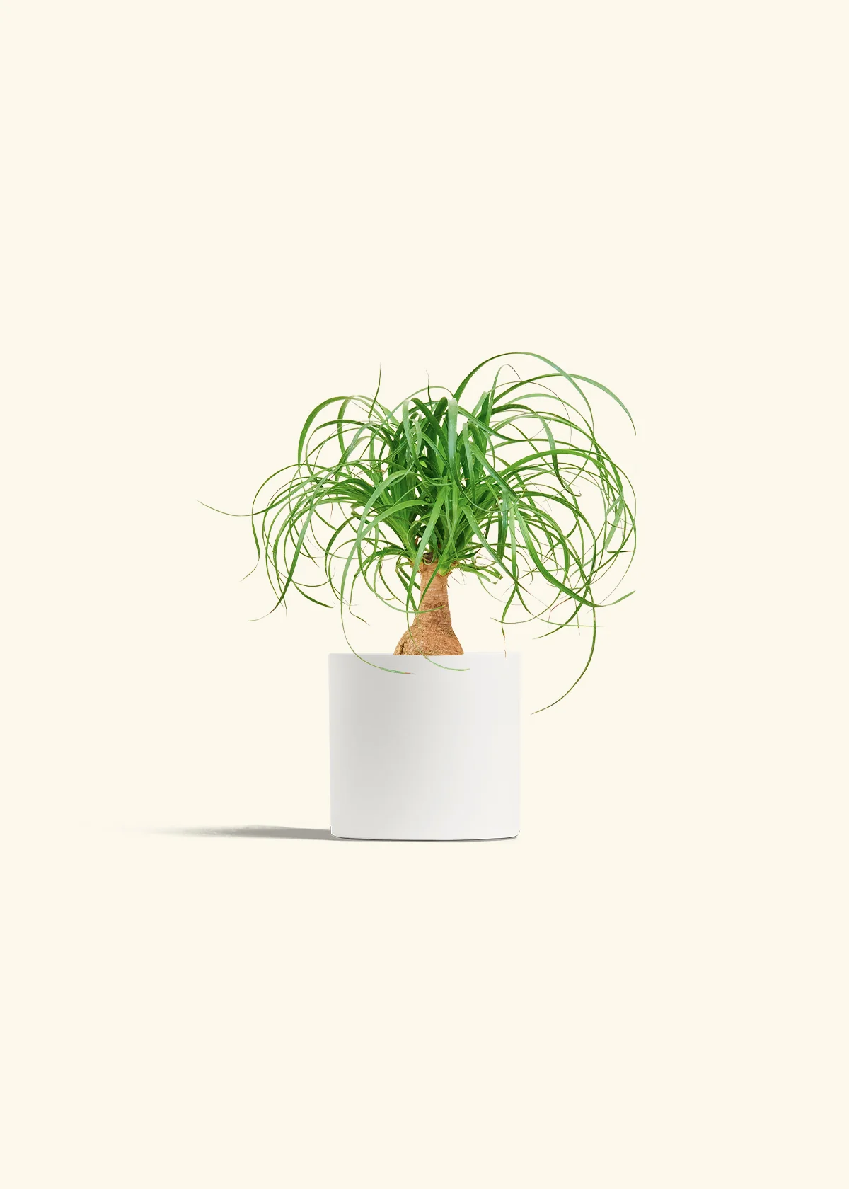 Ponytail Palm, Small - Image 20