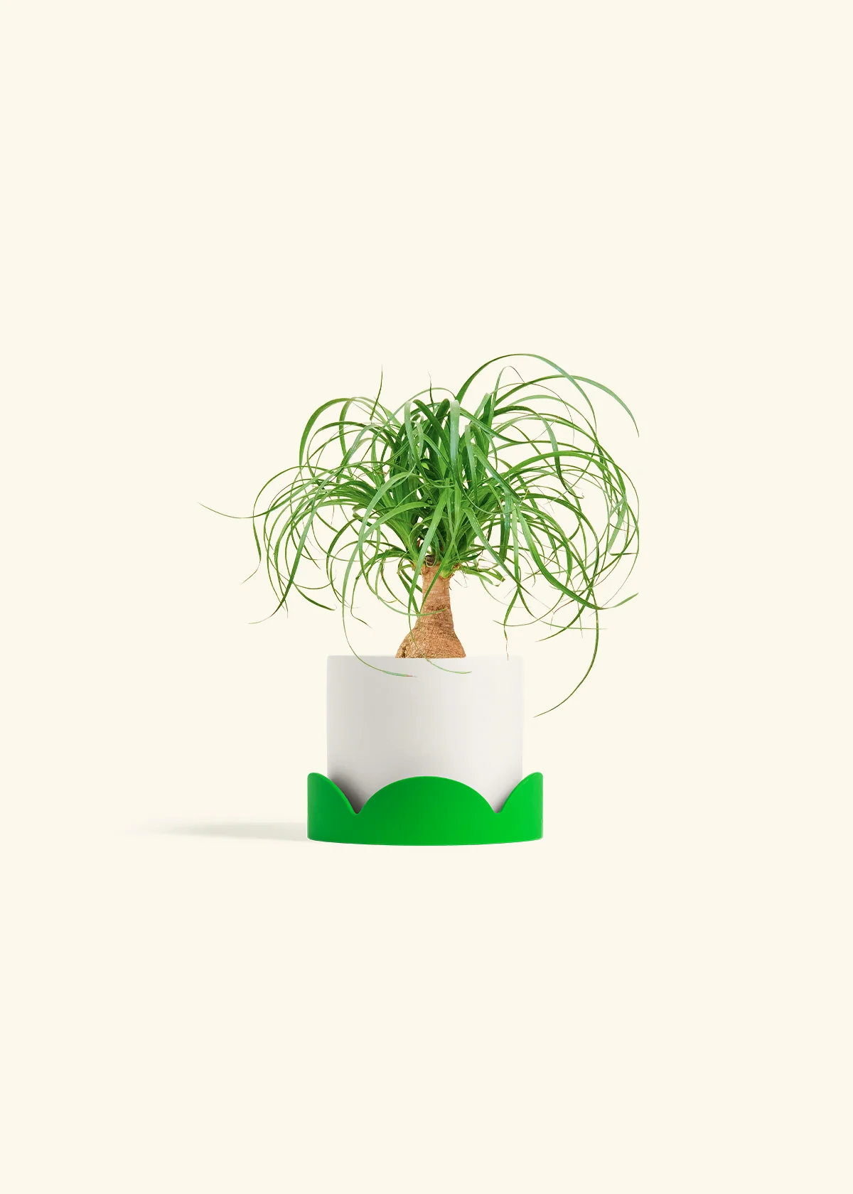 Ponytail Palm, Small - Image 21