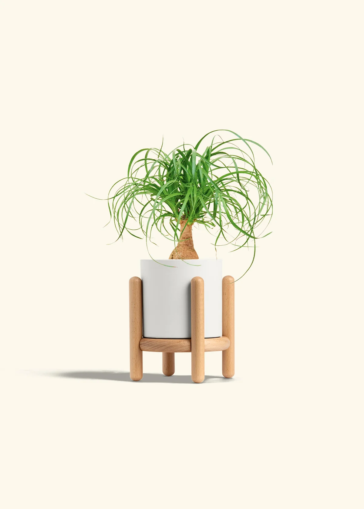 Ponytail Palm, Small - Image 23