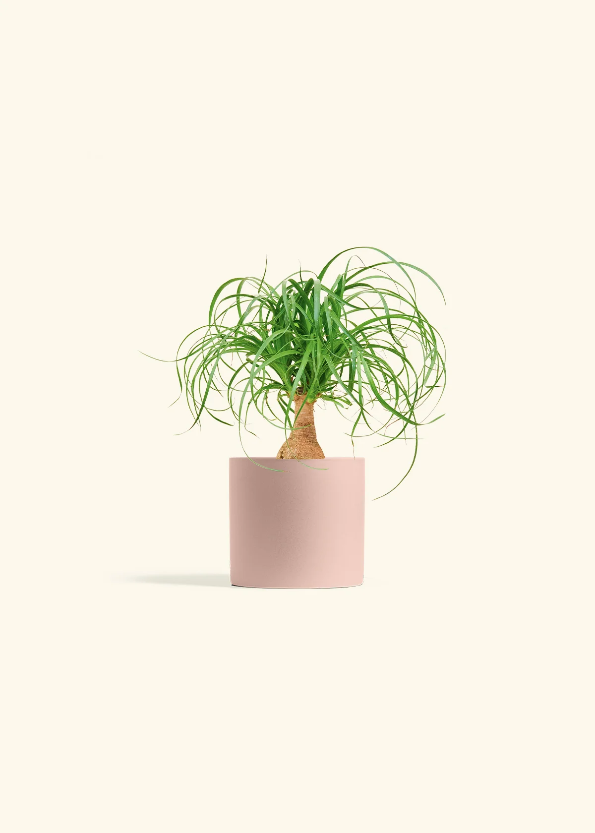 Ponytail Palm, Small - Image 24