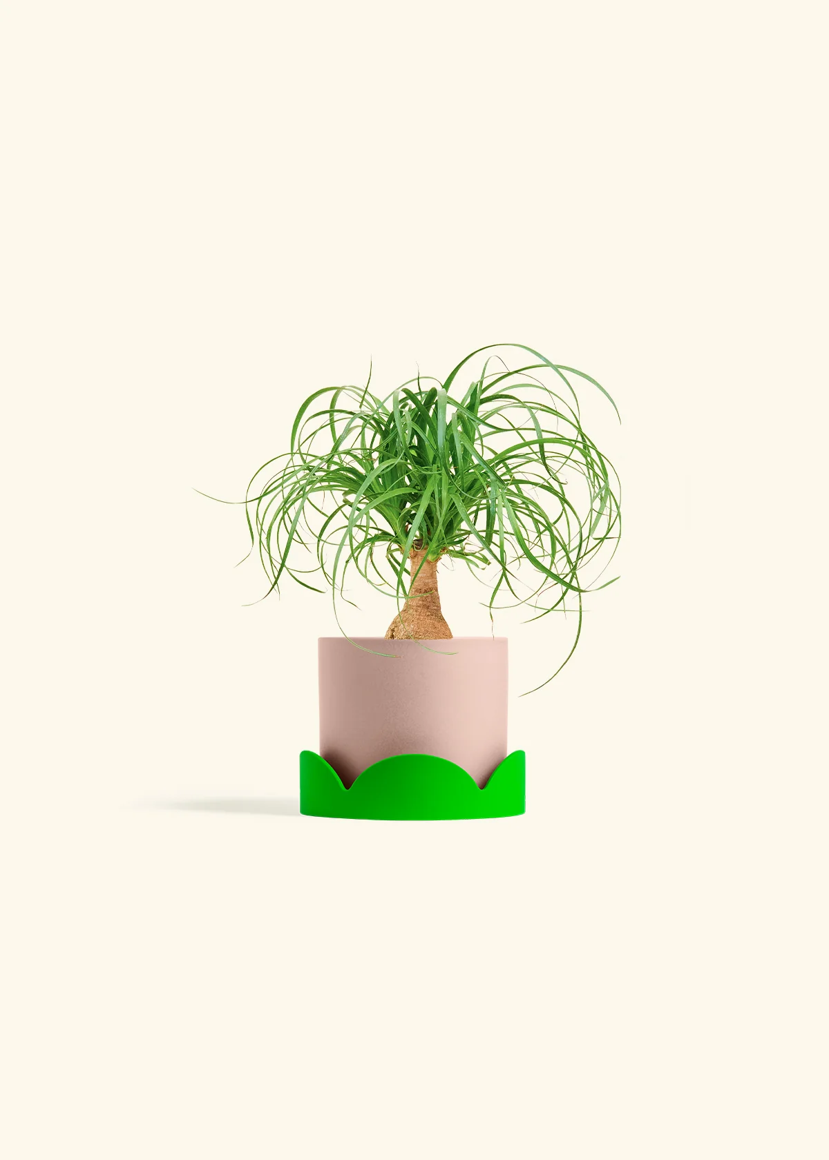 Ponytail Palm, Small - Image 25