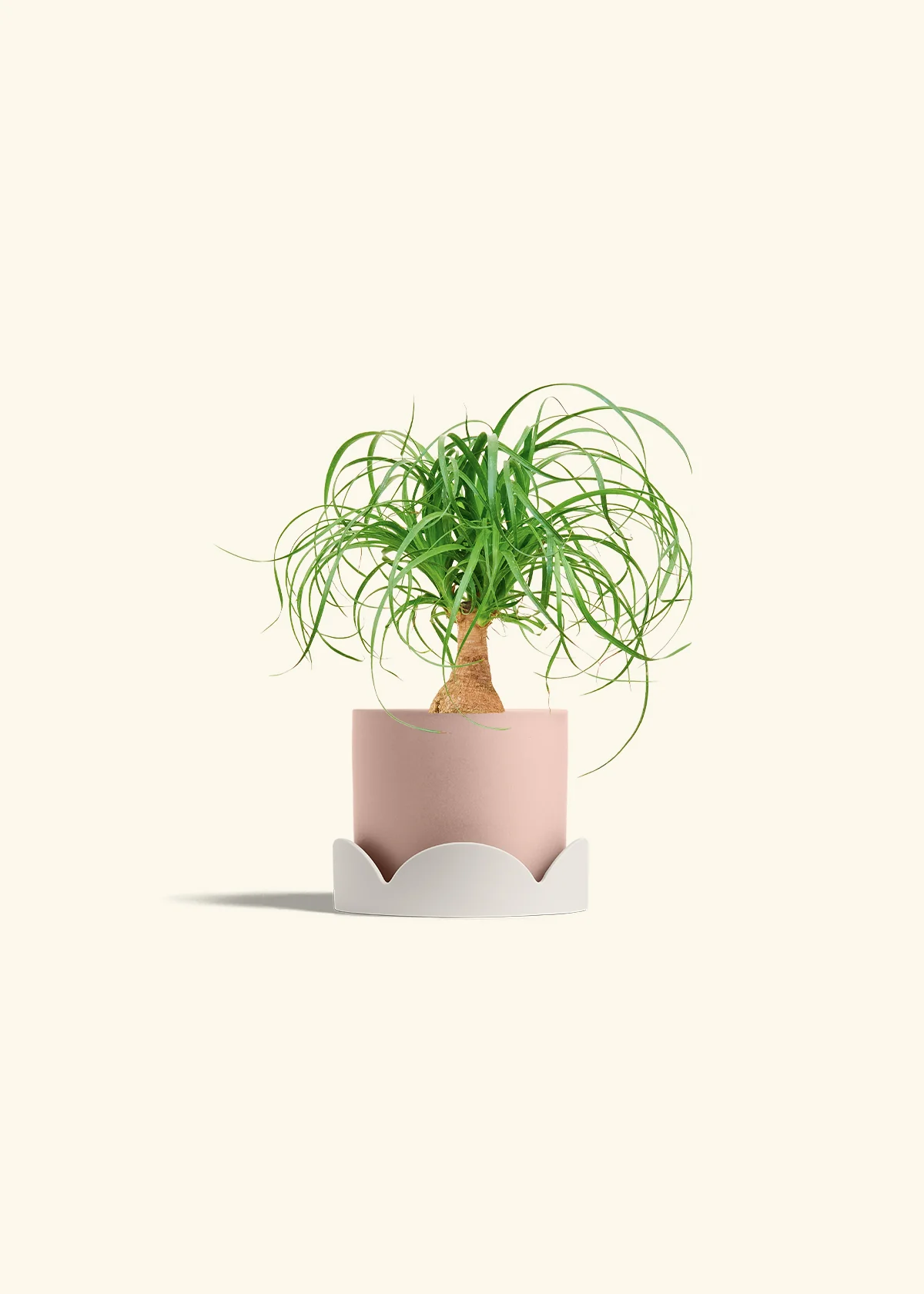 Ponytail Palm, Small - Image 26