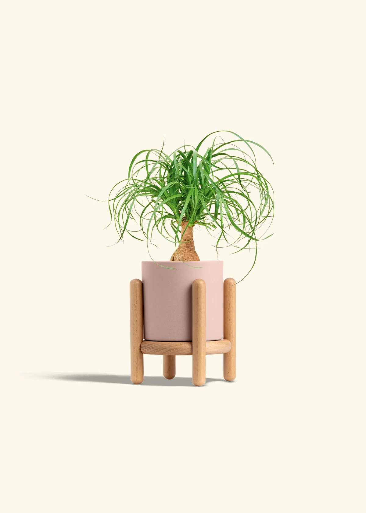 Ponytail Palm, Small - Image 27