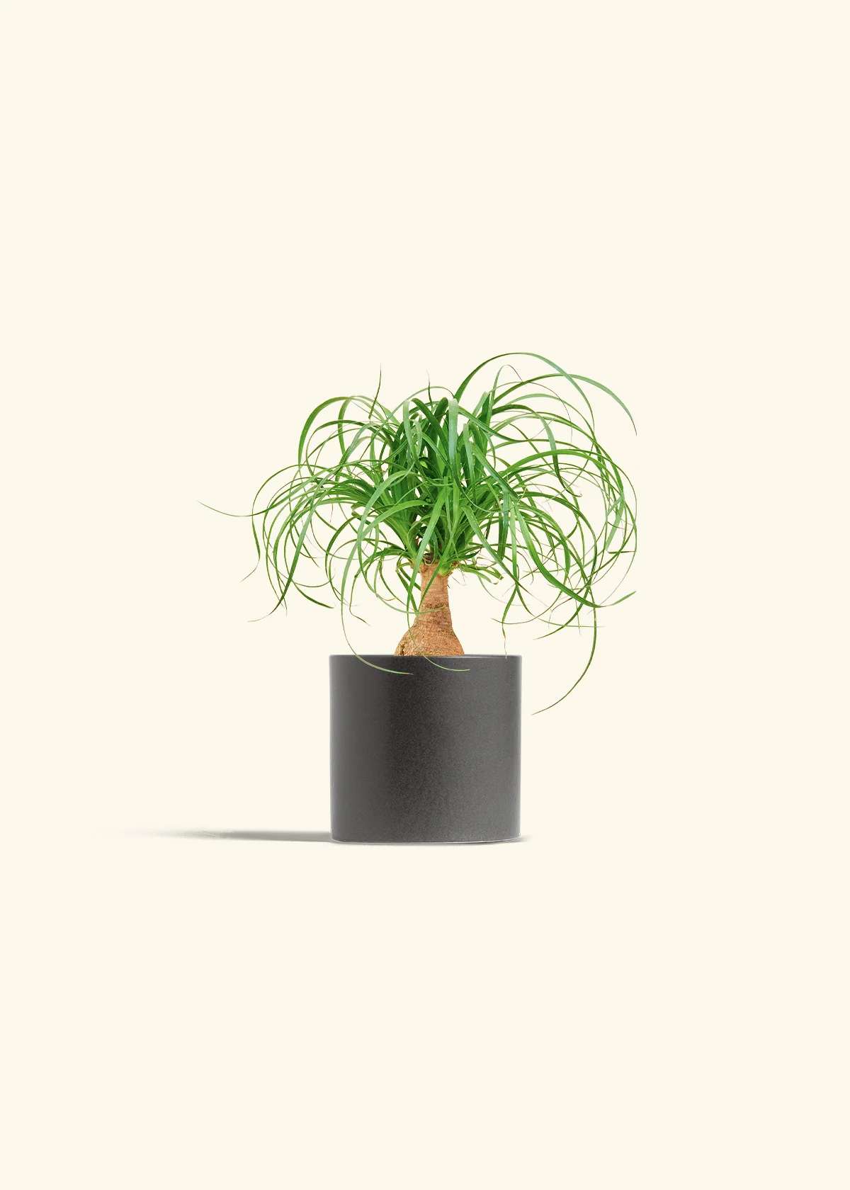 Ponytail Palm, Small - Image 28