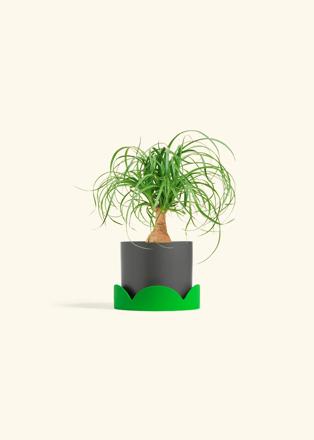 Ponytail Palm, Small - Image 29
