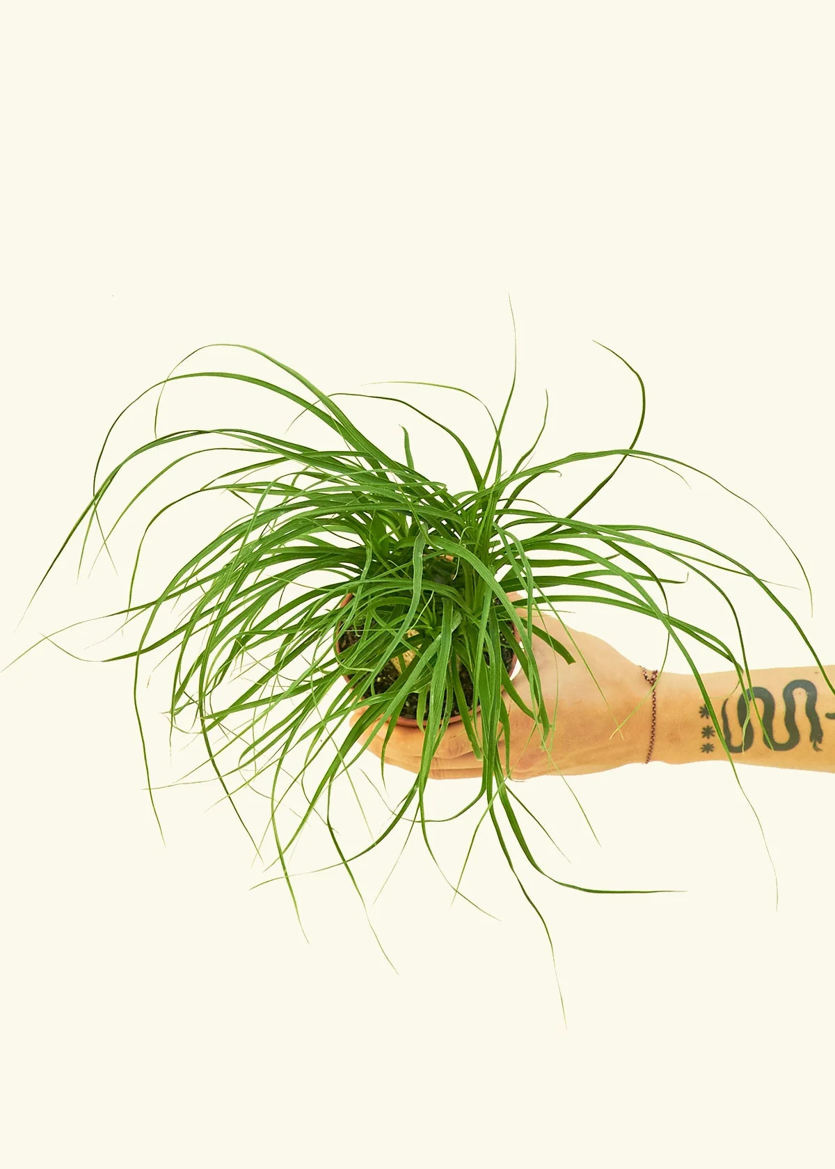 Ponytail Palm, Small - Image 3