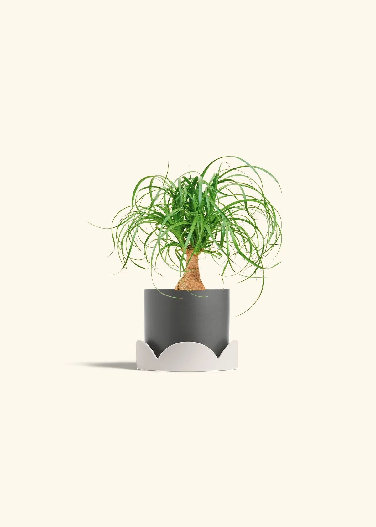 Ponytail Palm, Small - Image 30