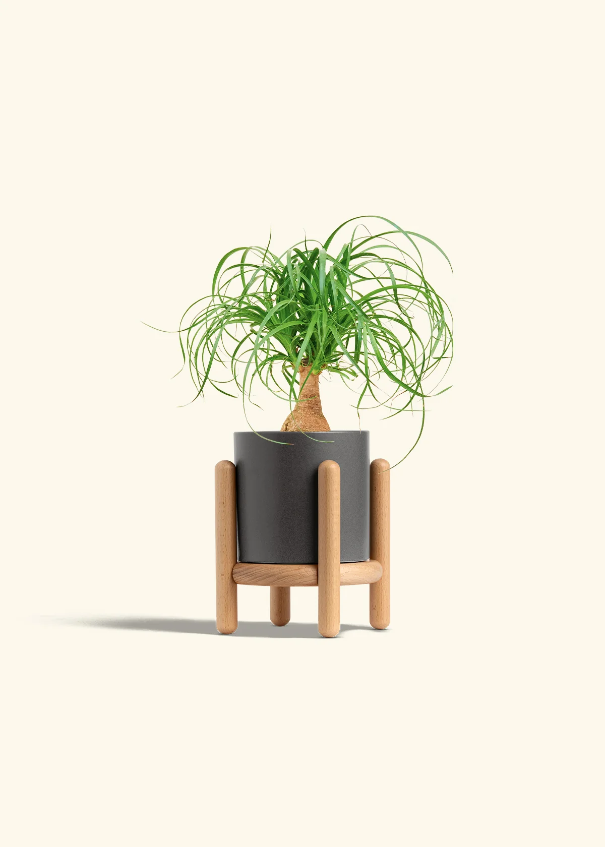 Ponytail Palm, Small - Image 31