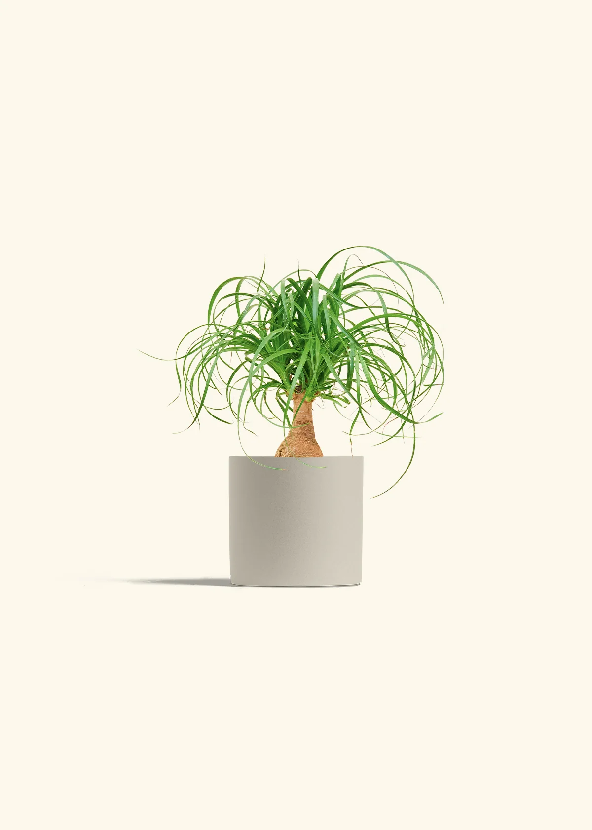 Ponytail Palm, Small - Image 32