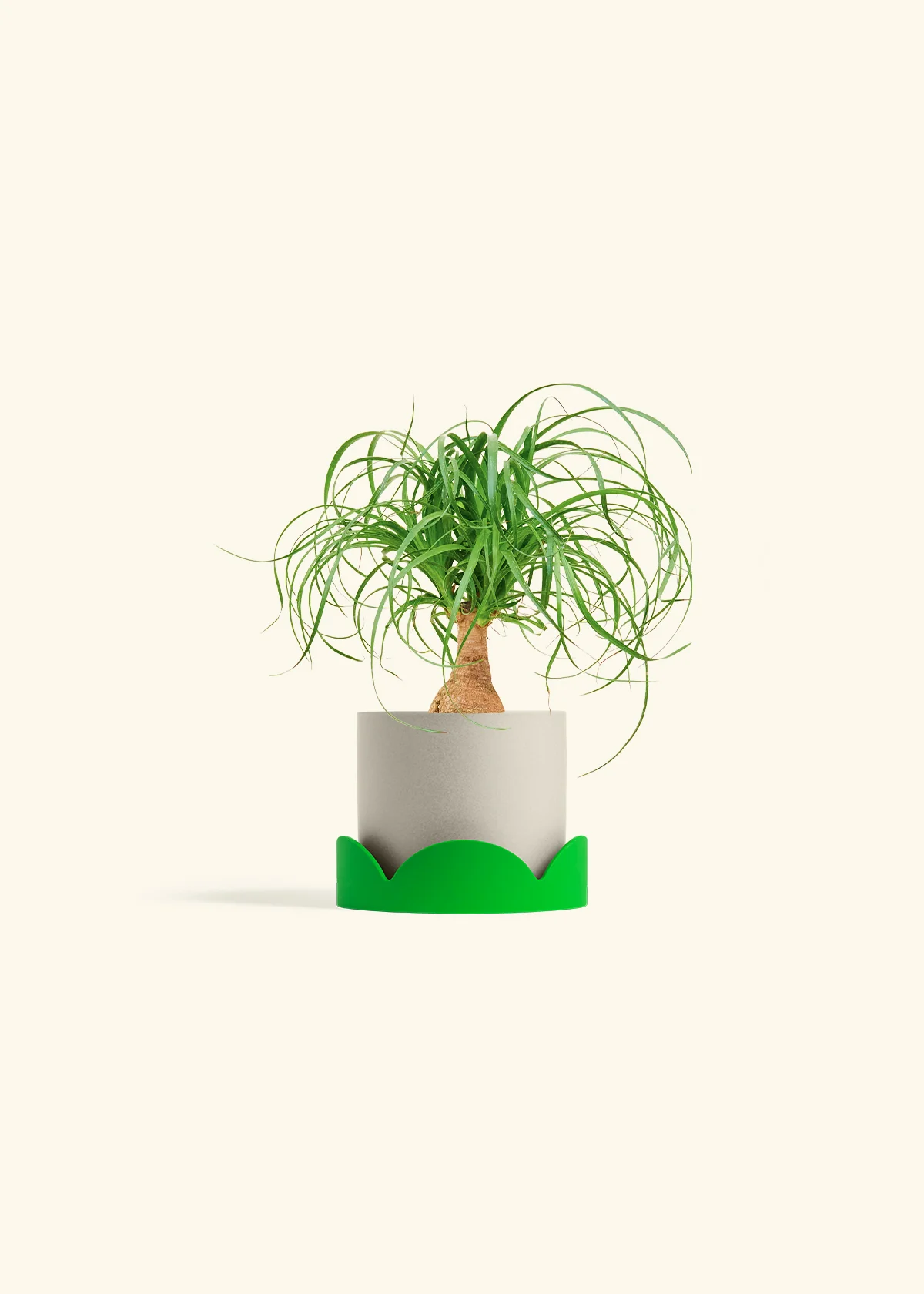 Ponytail Palm, Small - Image 33
