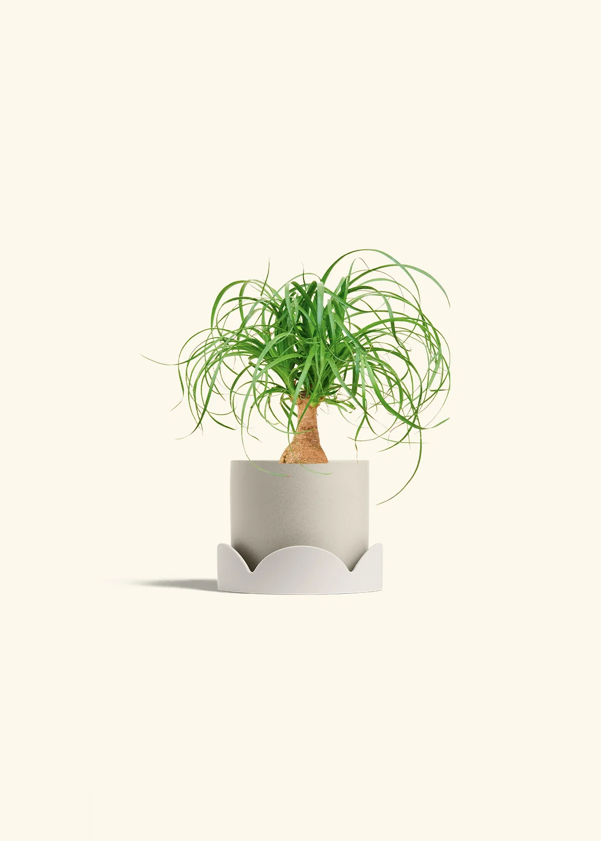 Ponytail Palm, Small - Image 34