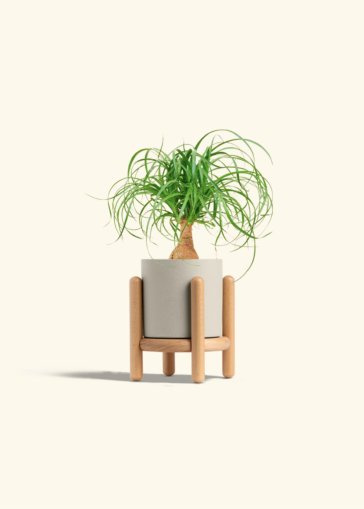 Ponytail Palm, Small - Image 35