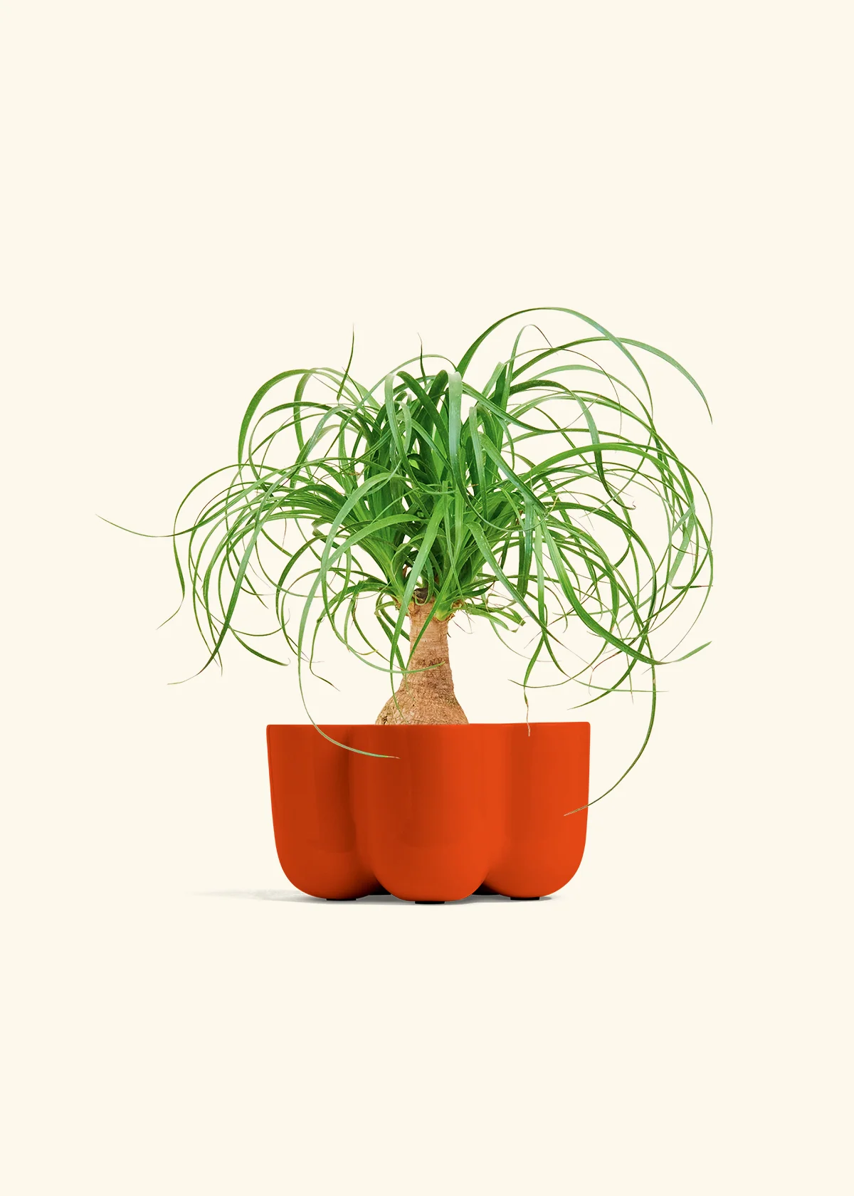 Ponytail Palm, Small - Image 36