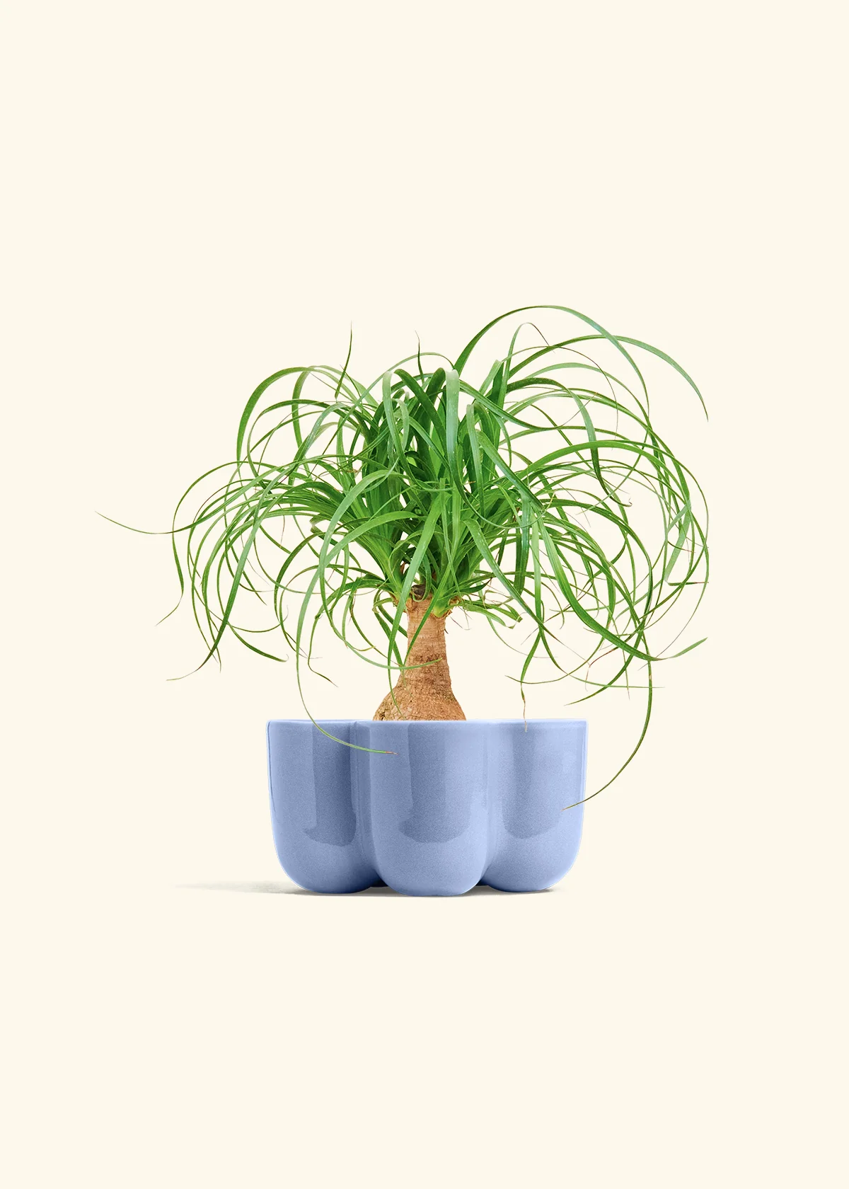 Ponytail Palm, Small - Image 37