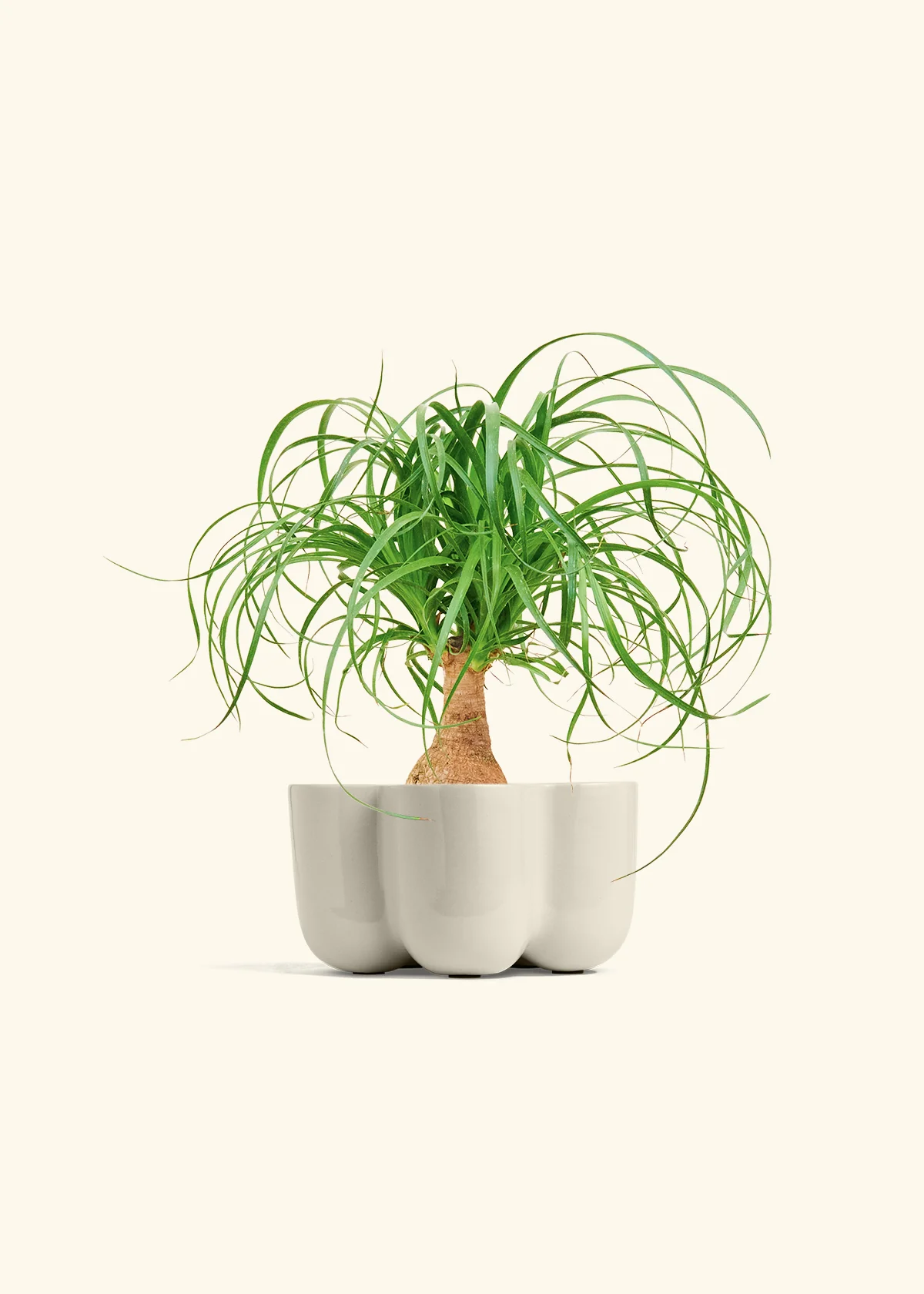 Ponytail Palm, Small - Image 38