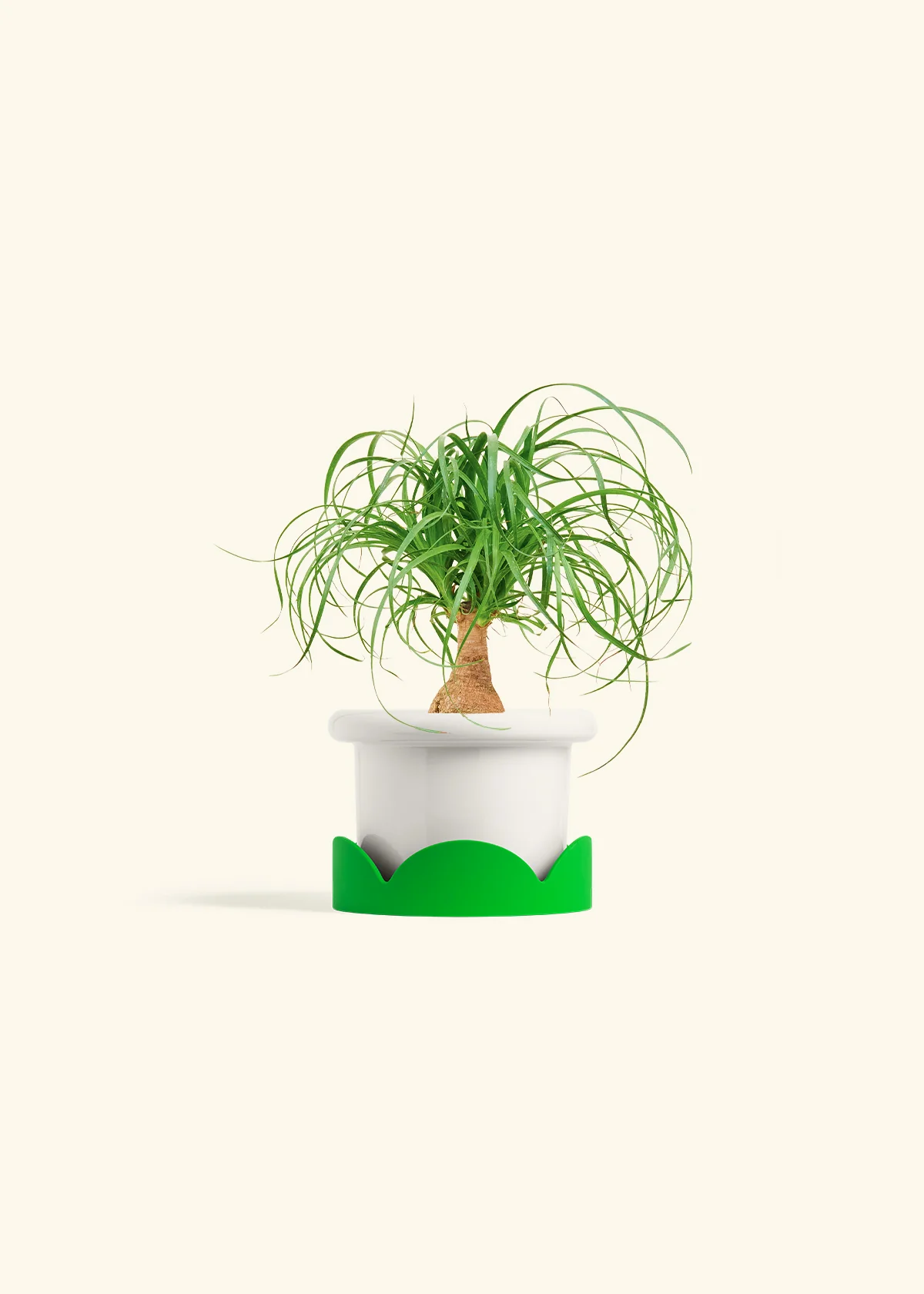 Ponytail Palm, Small - Image 5