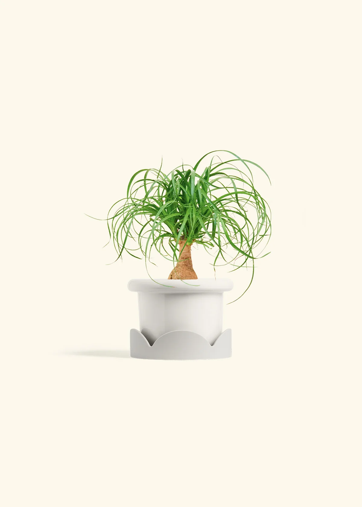 Ponytail Palm, Small - Image 6