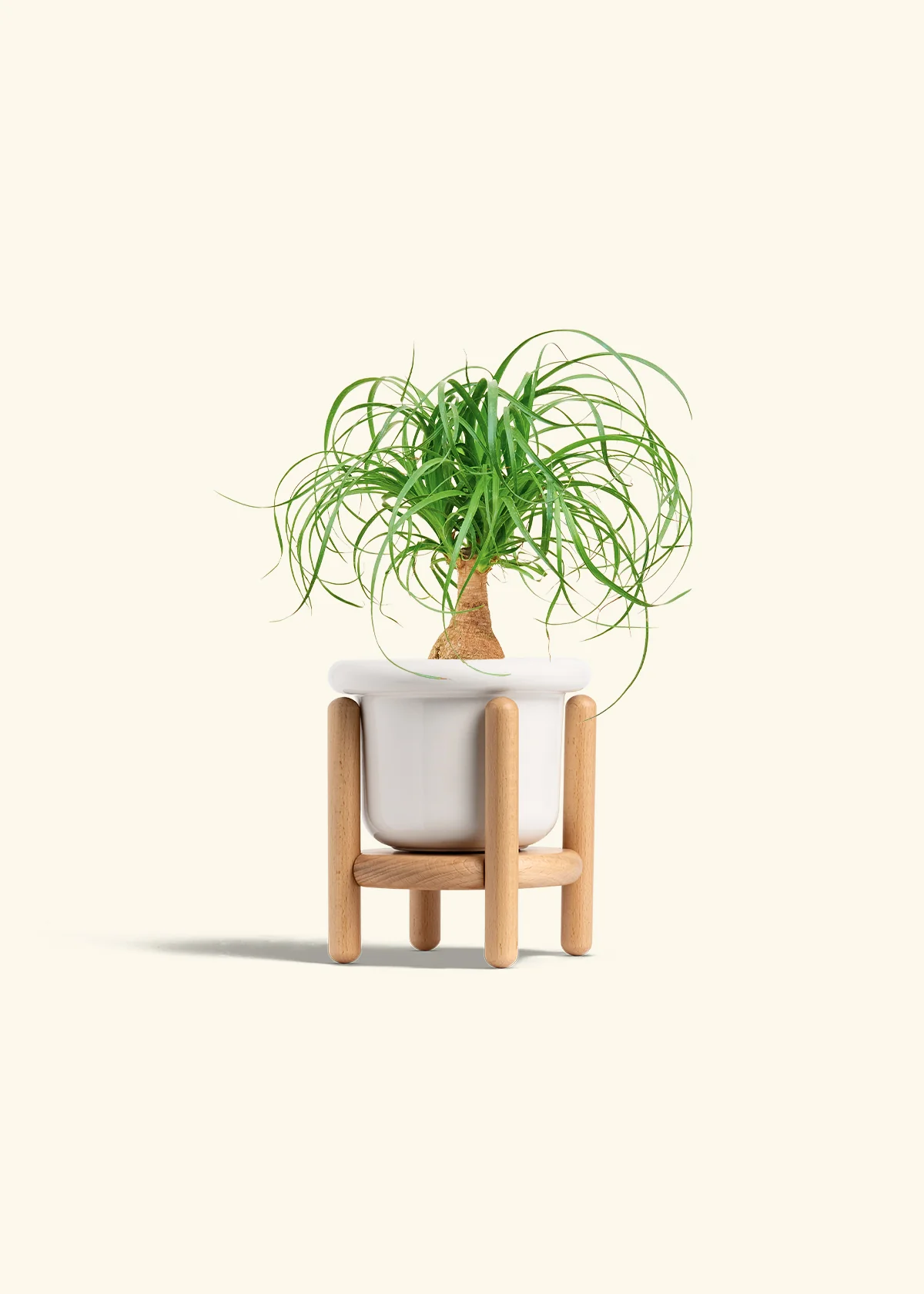 Ponytail Palm, Small - Image 7