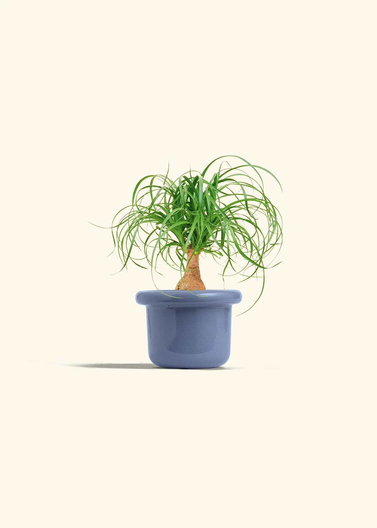 Ponytail Palm, Small - Image 8